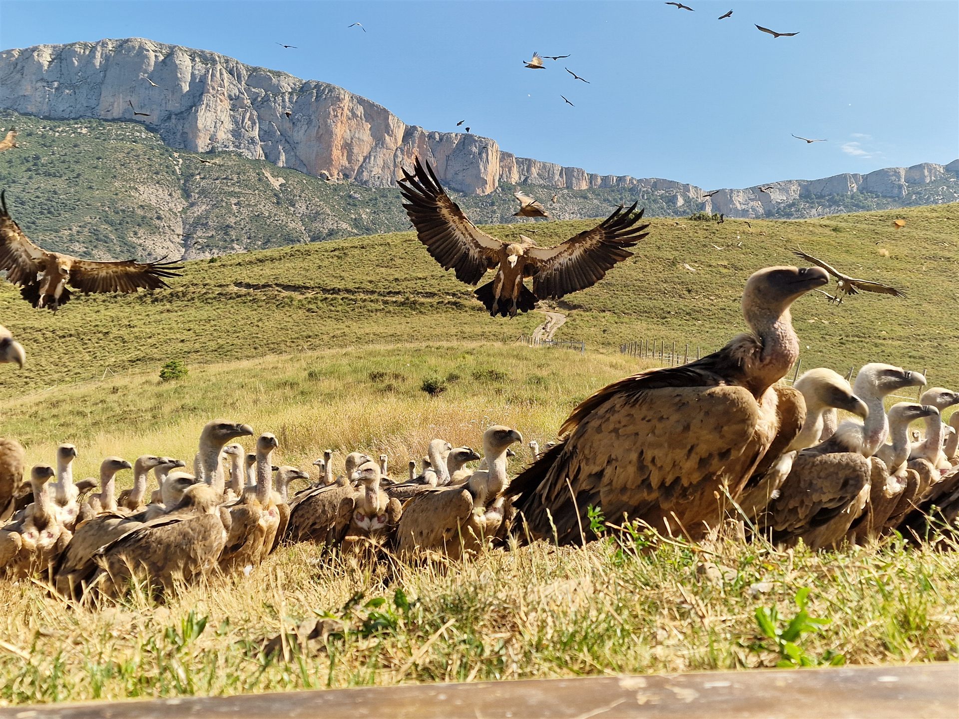 Vultures